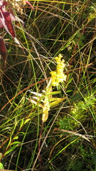 Solidago uliginosa