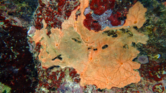 Spirastrella cunctatrix