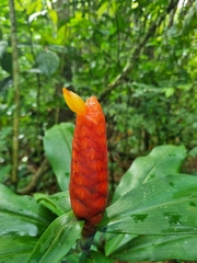 Costus scaber