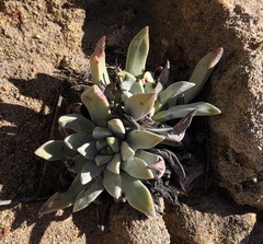 Dudleya greenei