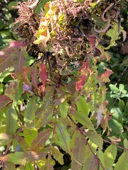 Eriophyes rhoinus