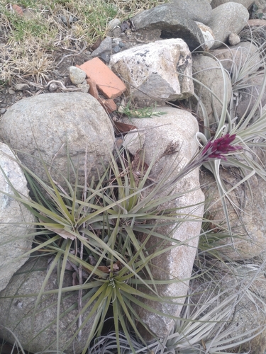 Tillandsia floribunda