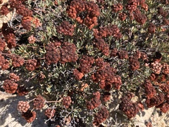Eriogonum arborescens