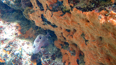 Spirastrella cunctatrix