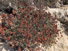 Eriogonum arborescens