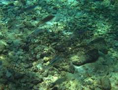 Sepioteuthis sepioidea