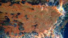 Spirastrella cunctatrix