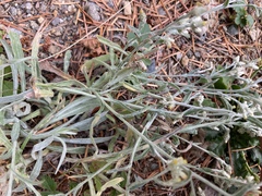 Pseudognaphalium thermale