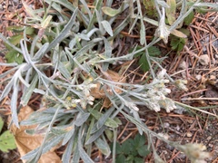 Pseudognaphalium thermale