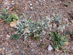 Pseudognaphalium thermale