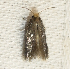 Cauchas dietziella