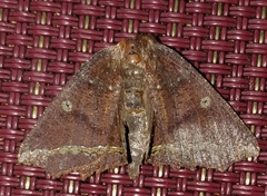 Synnomos firmamentaria