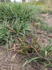 Setaria