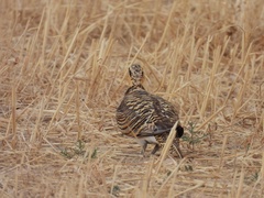 Pterocles alchata