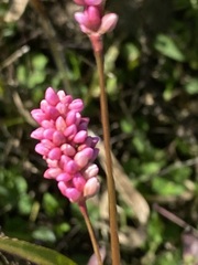 Persicaria maculosa