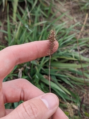 Setaria