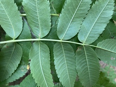 Sorbus sitchensis sitchensis