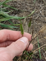 Setaria