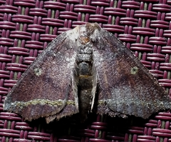 Synnomos firmamentaria