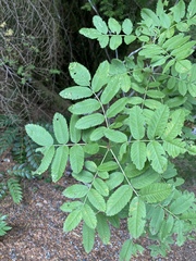 Sorbus sitchensis sitchensis