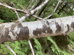 Sorbus sitchensis sitchensis