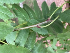 Sorbus sitchensis sitchensis