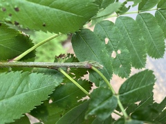 Sorbus sitchensis sitchensis