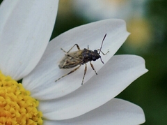 Nysius