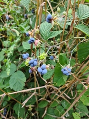 Rubus caesius