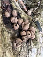 Apioperdon
