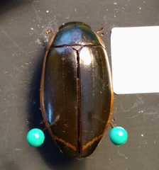 Dytiscus verticalis