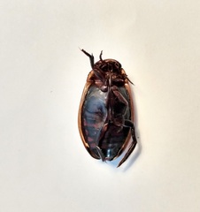 Dytiscus verticalis