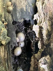 Apioperdon