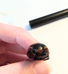 Dytiscus verticalis