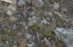 Spermacoce brachystema