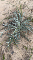 Cirsium pitcheri