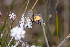 Dichromodes ainaria