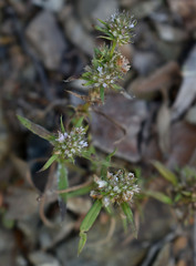Spermacoce brachystema