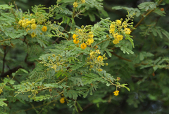 Vachellia nilotica