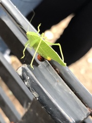 Microcentrum retinerve