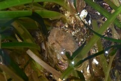 Distaplia occidentalis