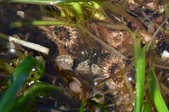 Distaplia occidentalis