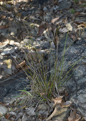Scleria brownii