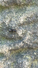 Myrmentoma
