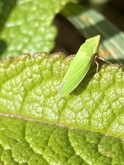 Draeculacephala robinsoni
