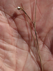 Scleria brownii