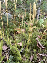 Lycopodium