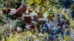 Scorpaena maderensis