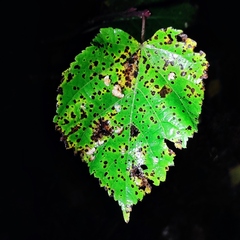 Paracercosporidium microsorum