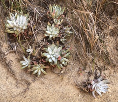 Dudleya greenei